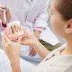 Tooth Implantation Model
